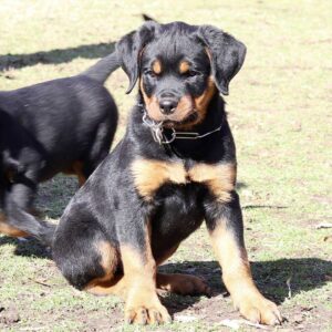 Rottweiler Puppy